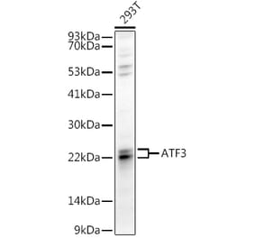 Western Blot - Anti-ATF3 Antibody (A88741) - Antibodies.com