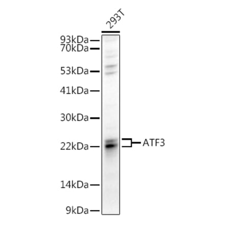 Western Blot - Anti-ATF3 Antibody (A88741) - Antibodies.com