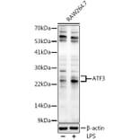 Western Blot - Anti-ATF3 Antibody (A88741) - Antibodies.com