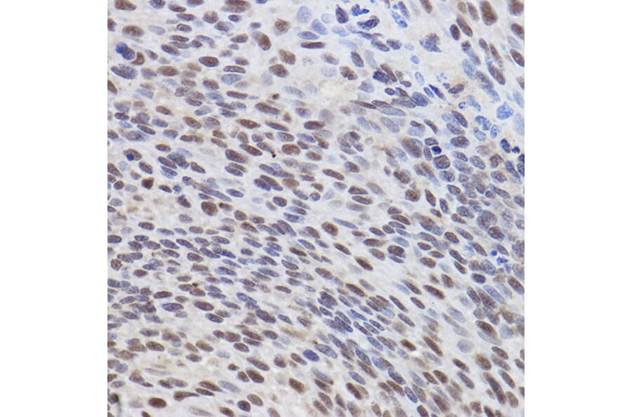 Immunohistochemistry - Anti-ATF3 Antibody (A88741) - Antibodies.com