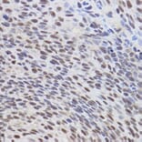 Immunohistochemistry - Anti-ATF3 Antibody (A88741) - Antibodies.com