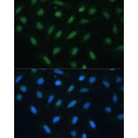 Immunofluorescence - Anti-ATF3 Antibody (A88741) - Antibodies.com