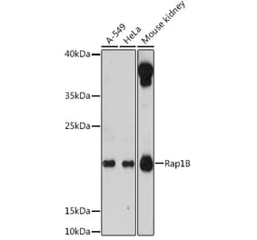 Western Blot - Anti-RAP1B Antibody (A88743) - Antibodies.com