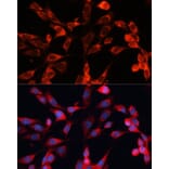 Immunofluorescence - Anti-MRPS28 Antibody (A88744) - Antibodies.com