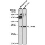 Western Blot - Anti-CT45A3 Antibody (A12887) - Antibodies.com