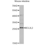 Western Blot - Anti-BCL2L2 Antibody (A13471) - Antibodies.com