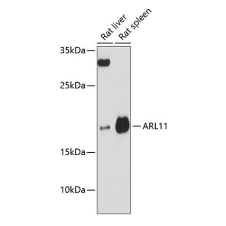 Western Blot - Anti-ARL11 Antibody (A88748) - Antibodies.com