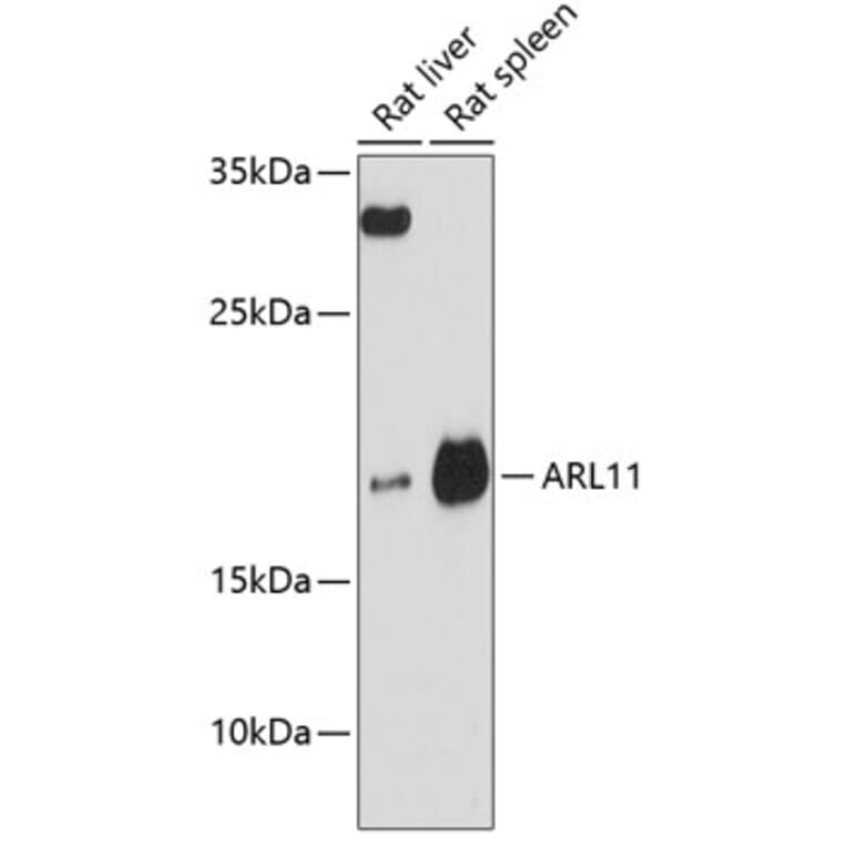 Western Blot - Anti-ARL11 Antibody (A88748) - Antibodies.com