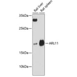 Western Blot - Anti-ARL11 Antibody (A88748) - Antibodies.com