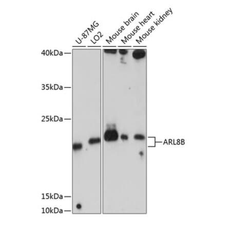 Western Blot - Anti-ARL8B Antibody (A88749) - Antibodies.com