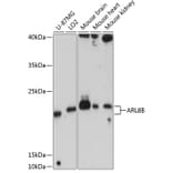 Western Blot - Anti-ARL8B Antibody (A88749) - Antibodies.com