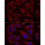 Immunofluorescence - Anti-ARL8B Antibody (A88749) - Antibodies.com