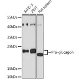Western Blot - Anti-Glucagon Antibody (A88751) - Antibodies.com