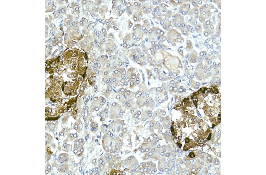 Immunohistochemistry - Anti-Glucagon Antibody (A88751) - Antibodies.com