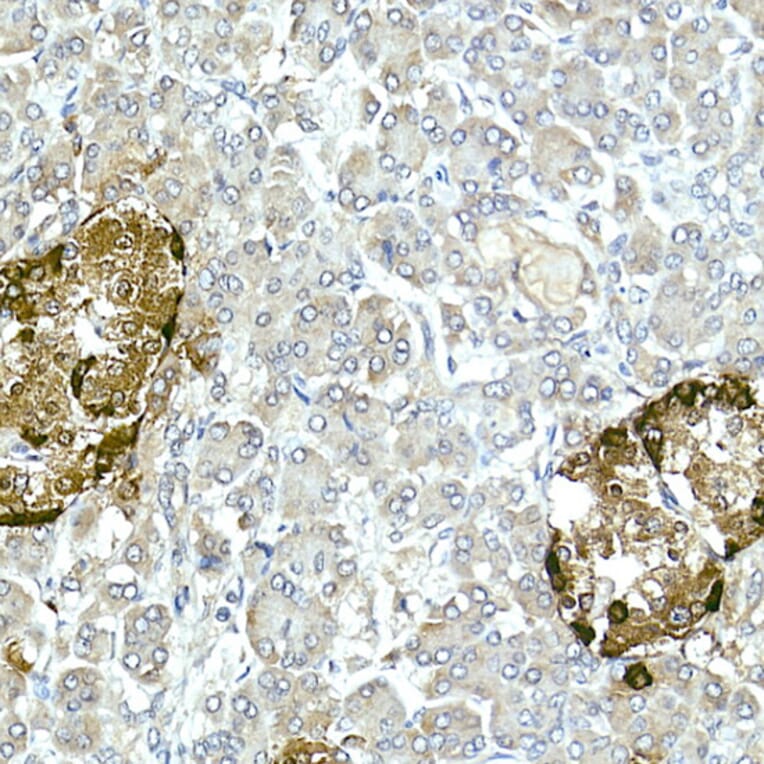 Immunohistochemistry - Anti-Glucagon Antibody (A88751) - Antibodies.com