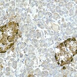 Immunohistochemistry - Anti-Glucagon Antibody (A88751) - Antibodies.com