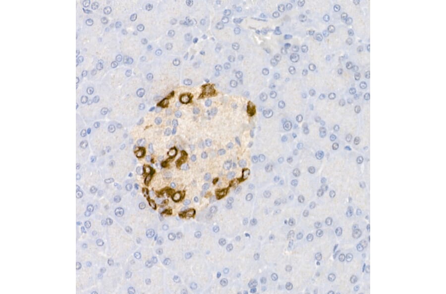 Immunohistochemistry - Anti-Glucagon Antibody (A88751) - Antibodies.com