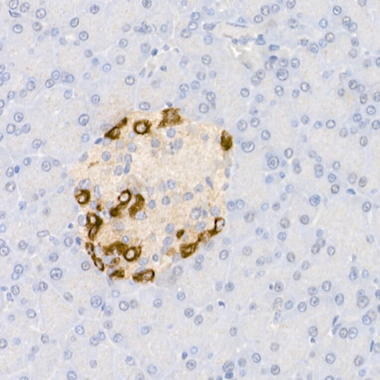 Immunohistochemistry - Anti-Glucagon Antibody (A88751) - Antibodies.com