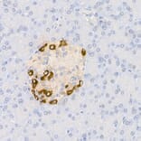 Immunohistochemistry - Anti-Glucagon Antibody (A88751) - Antibodies.com