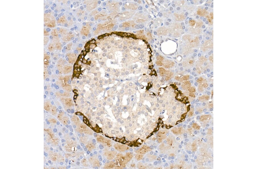 Immunohistochemistry - Anti-Glucagon Antibody (A88751) - Antibodies.com