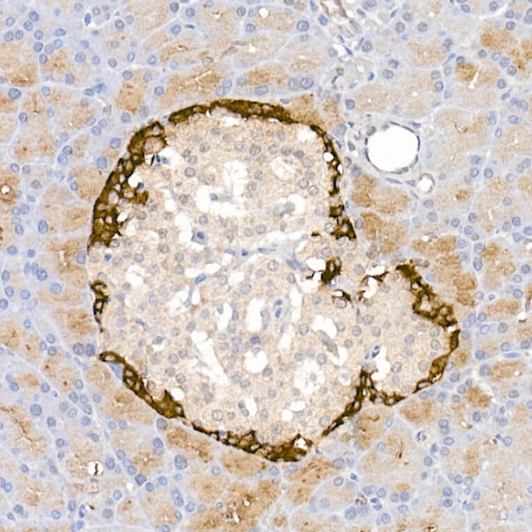 Immunohistochemistry - Anti-Glucagon Antibody (A88751) - Antibodies.com