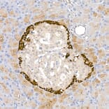 Immunohistochemistry - Anti-Glucagon Antibody (A88751) - Antibodies.com