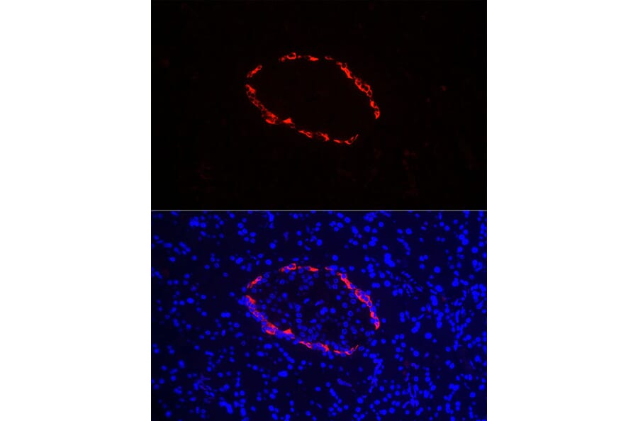 Immunofluorescence - Anti-Glucagon Antibody (A88751) - Antibodies.com