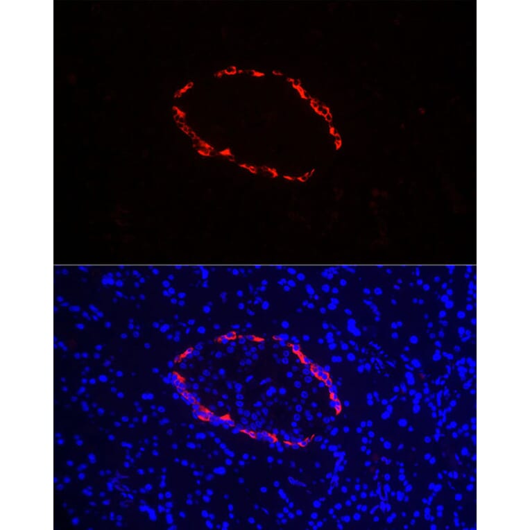 Immunofluorescence - Anti-Glucagon Antibody (A88751) - Antibodies.com