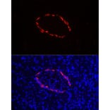 Immunofluorescence - Anti-Glucagon Antibody (A88751) - Antibodies.com