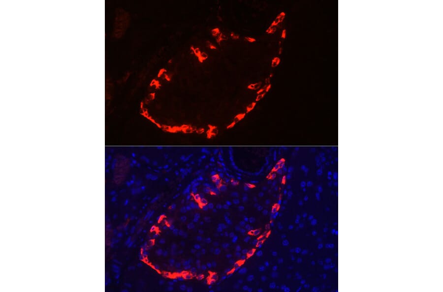 Immunofluorescence - Anti-Glucagon Antibody (A88751) - Antibodies.com