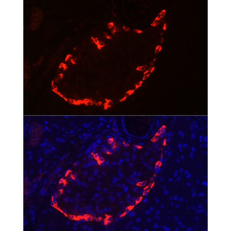 Immunofluorescence - Anti-Glucagon Antibody (A88751) - Antibodies.com