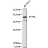 Western Blot - Anti-PTPRS Antibody (A8866) - Antibodies.com
