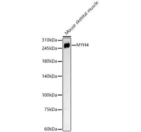 Western Blot - Anti-Myosin Antibody (A88758) - Antibodies.com