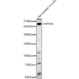 Western Blot - Anti-Myosin Antibody (A88758) - Antibodies.com