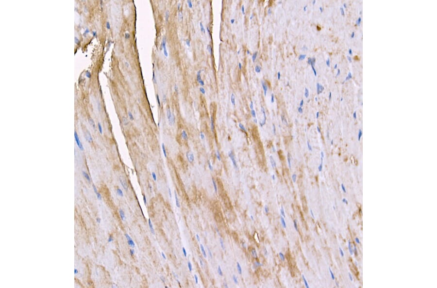 Immunohistochemistry - Anti-Myosin Antibody (A88758) - Antibodies.com