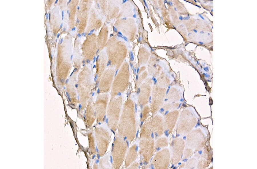 Immunohistochemistry - Anti-Myosin Antibody (A88758) - Antibodies.com