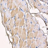 Immunohistochemistry - Anti-Myosin Antibody (A88758) - Antibodies.com