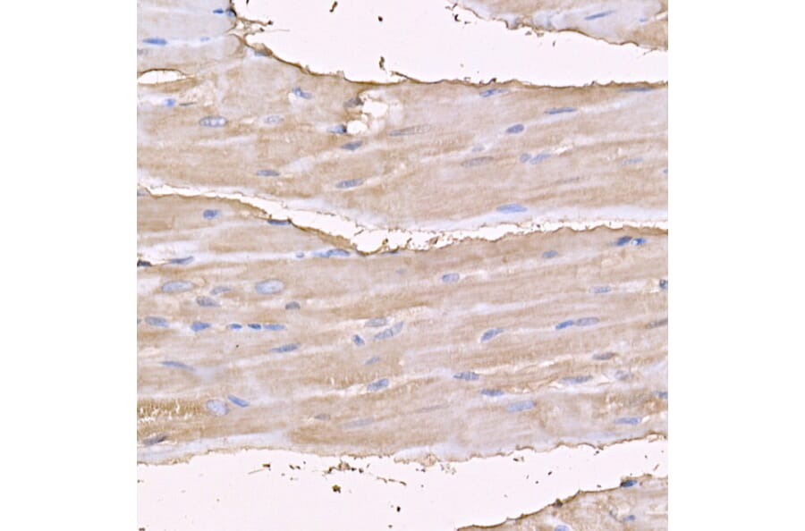 Immunohistochemistry - Anti-Myosin Antibody (A88758) - Antibodies.com