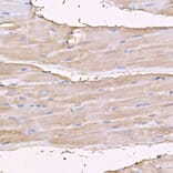 Immunohistochemistry - Anti-Myosin Antibody (A88758) - Antibodies.com