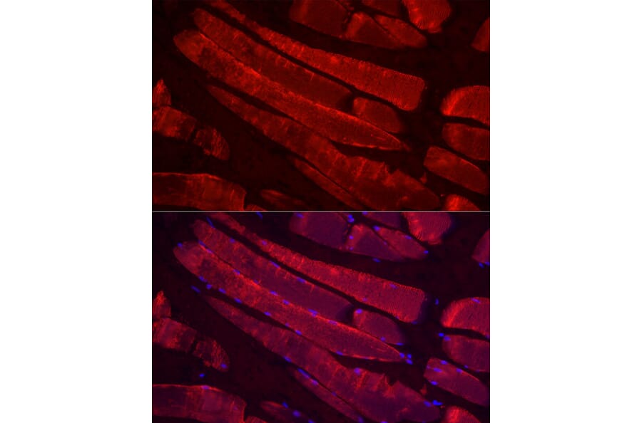 Immunofluorescence - Anti-Myosin Antibody (A88758) - Antibodies.com