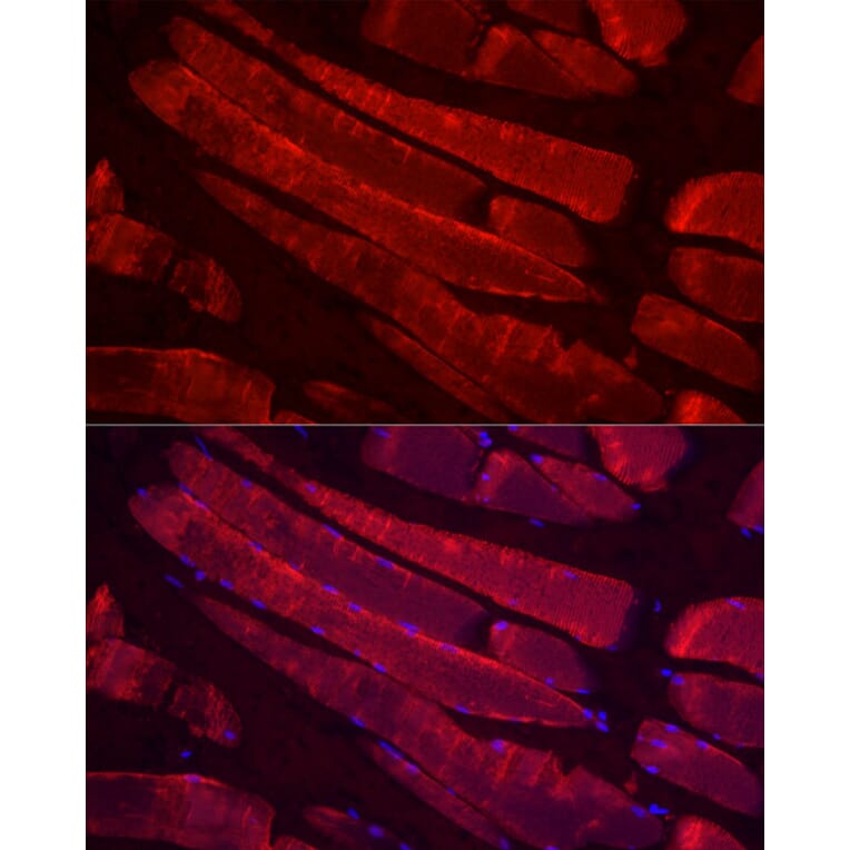 Immunofluorescence - Anti-Myosin Antibody (A88758) - Antibodies.com