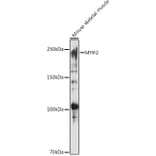 Western Blot - Anti-MYH2 Antibody (A88759) - Antibodies.com