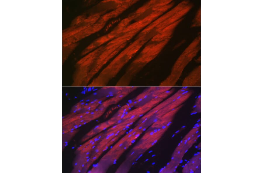 Immunofluorescence - Anti-MYH2 Antibody (A88759) - Antibodies.com