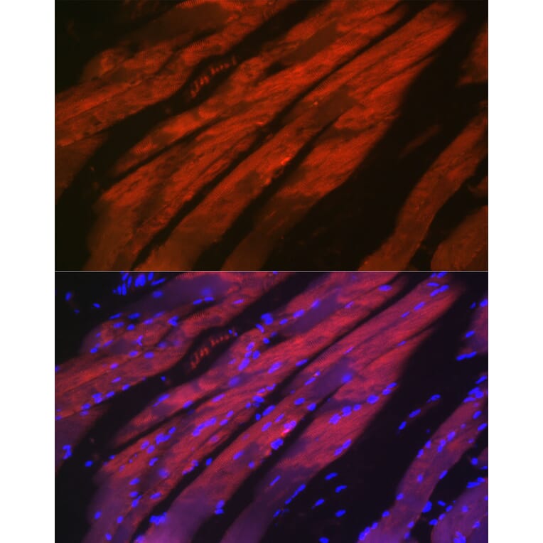 Immunofluorescence - Anti-MYH2 Antibody (A88759) - Antibodies.com