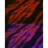 Immunofluorescence - Anti-MYH2 Antibody (A88759) - Antibodies.com