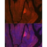 Immunofluorescence - Anti-MYH2 Antibody (A88759) - Antibodies.com