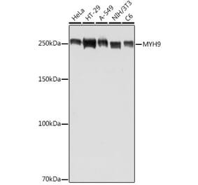 Western Blot - Anti-non-muscle Myosin IIA Antibody (A88762) - Antibodies.com