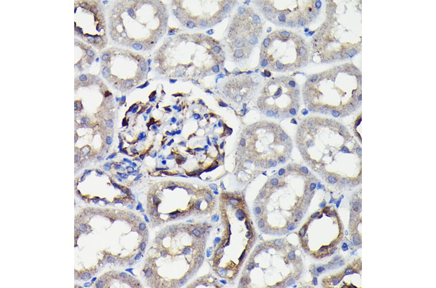 Immunohistochemistry - Anti-non-muscle Myosin IIA Antibody (A88762) - Antibodies.com