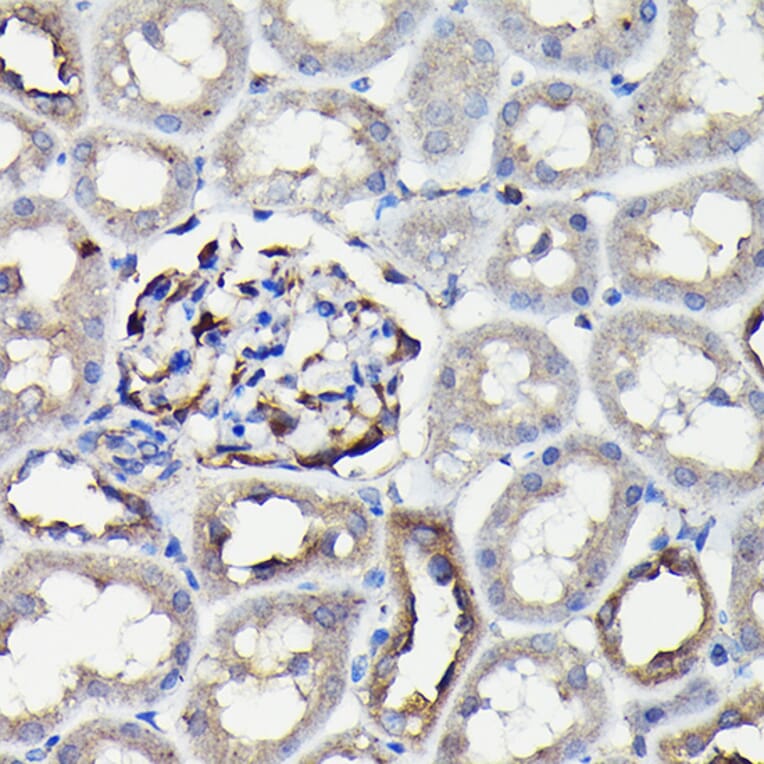 Immunohistochemistry - Anti-non-muscle Myosin IIA Antibody (A88762) - Antibodies.com