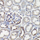 Immunohistochemistry - Anti-non-muscle Myosin IIA Antibody (A88762) - Antibodies.com